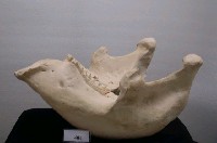 藏品(非洲象下頜複製品)的圖片